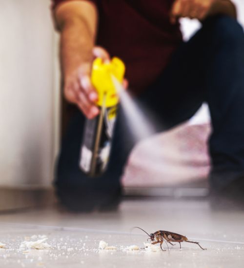 Fleas exterminator services