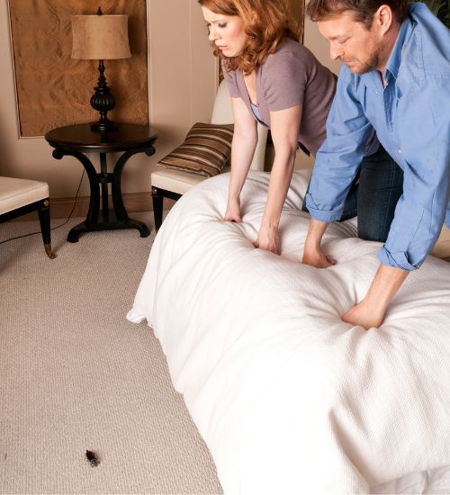 bed bugs services