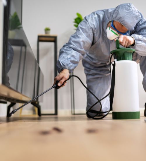 pest control services for bed bugs